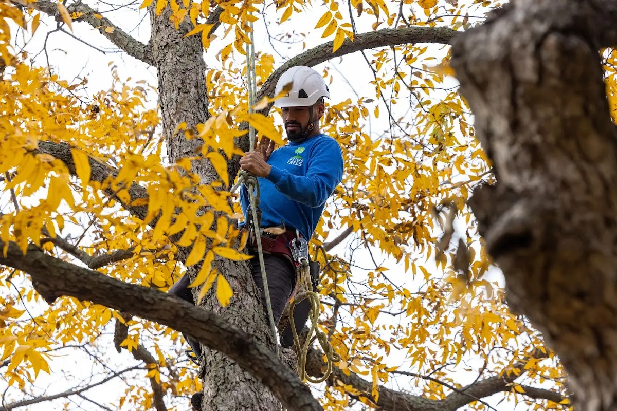 Skilled Tree Pruning crew working in Flora