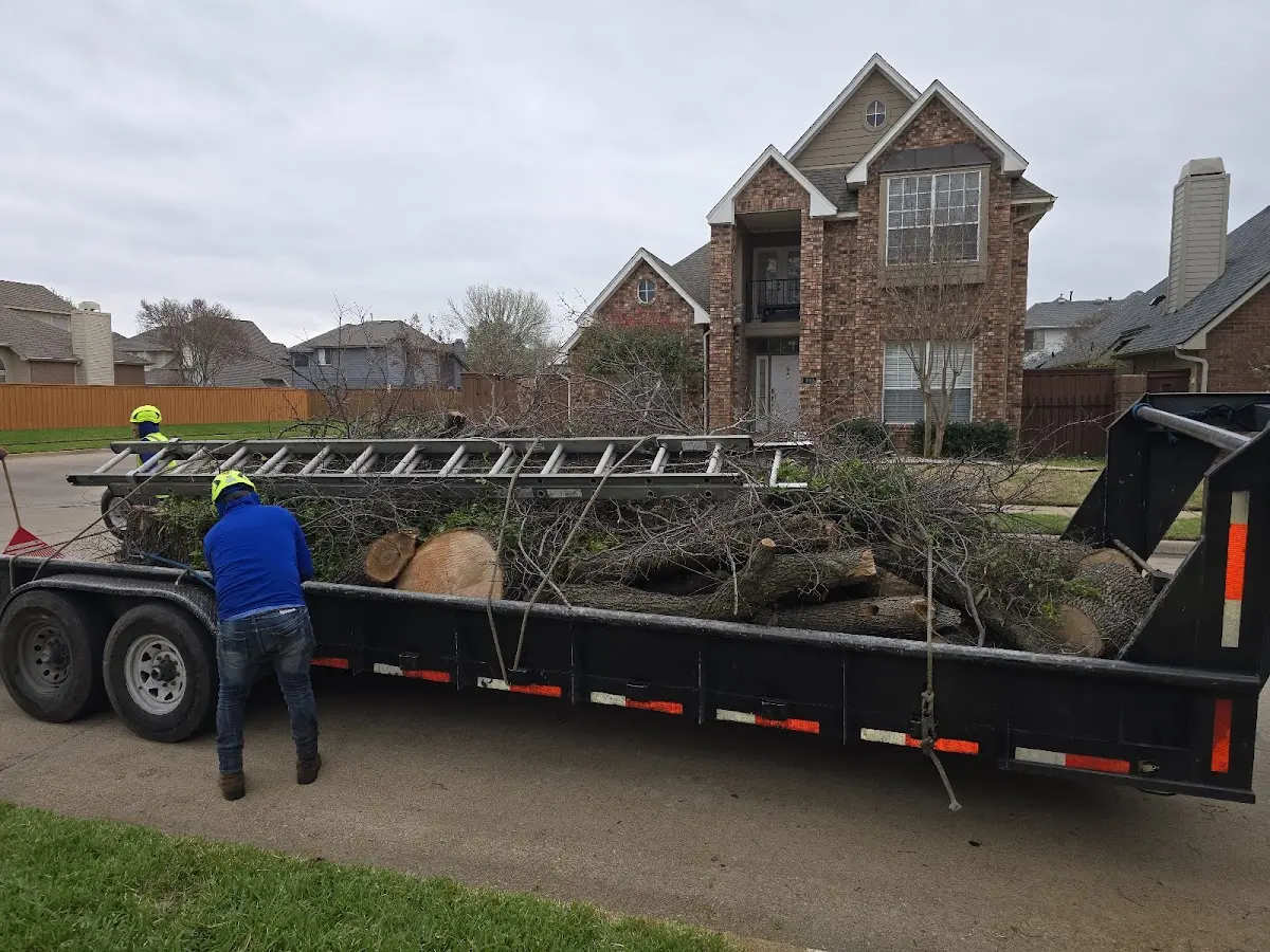 Expert Tree Removal with proper safety equipment in Flora